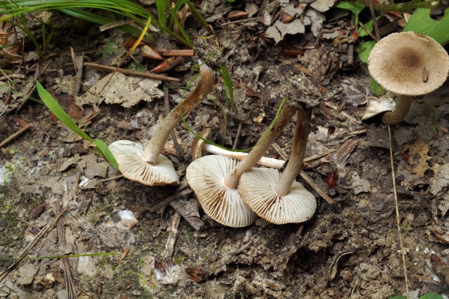 Гриб Inocybe aeruginascens