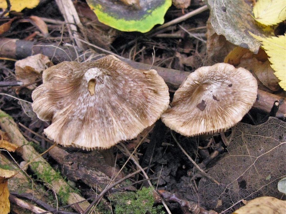 Волоконница темная