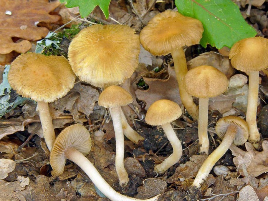 Волоконница волокнистая (Inocybe rimosa)