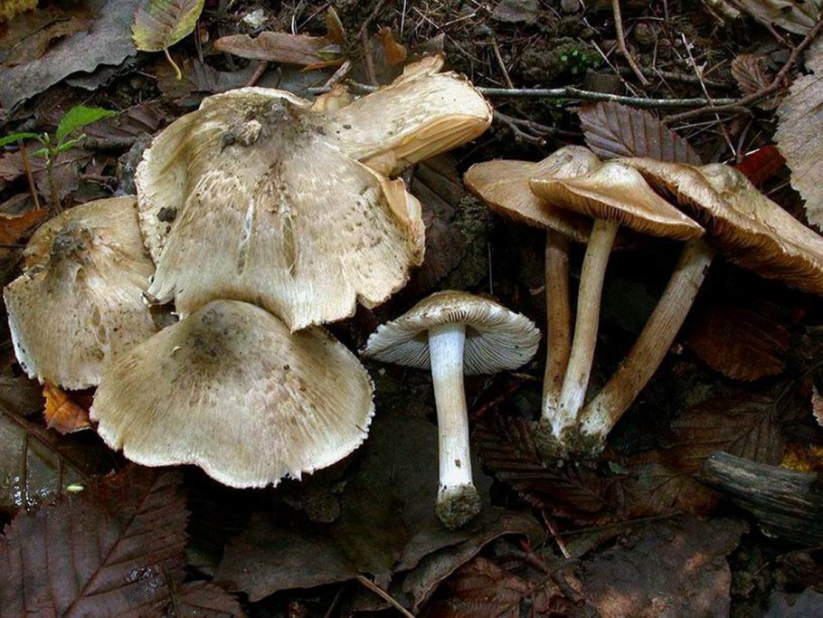 Inocybe adaequata