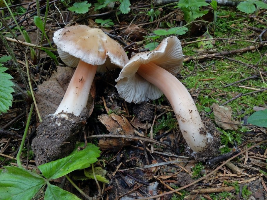 Волоконница звёздчатоспоровая