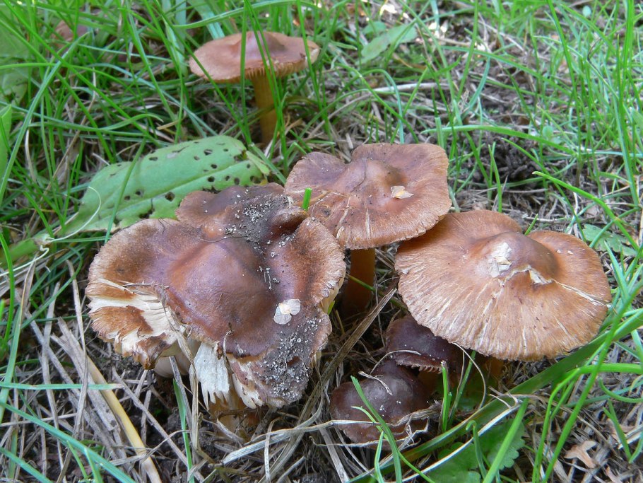 Inocybe aeruginascens в России