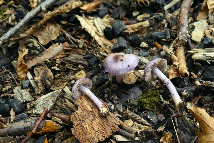 Грибы Калужской Inocybe