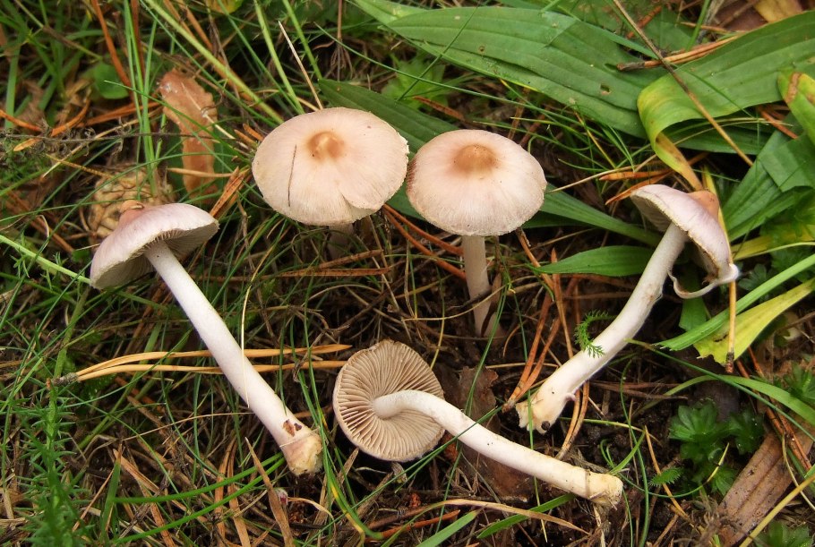 Inocybe Grammata quél. & le Bret. (Волоконница полосатая)