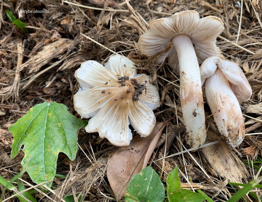Inocybe corydalina