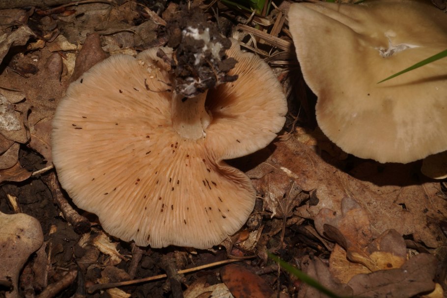 Іноцибе (Плютка)