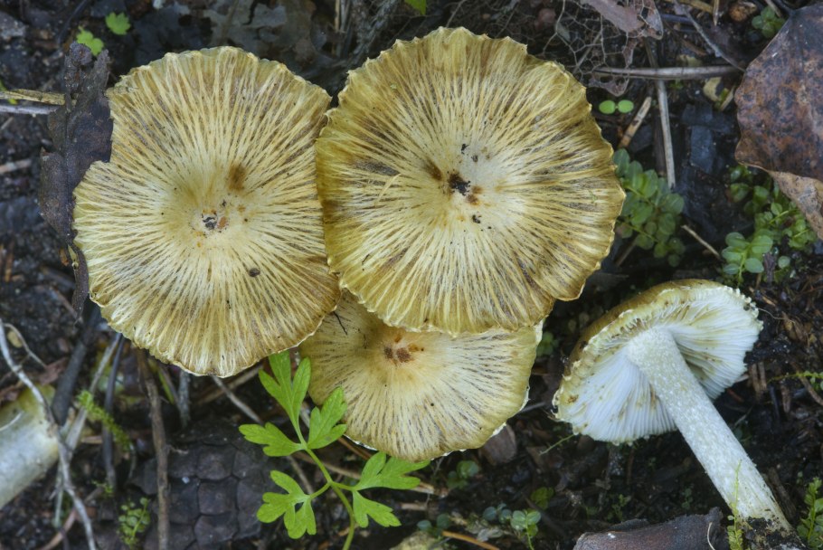 Inocybe geophylla