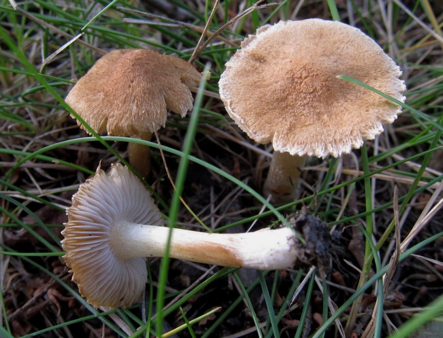 Волоконница Бонгарда (Inocybe bongardii)