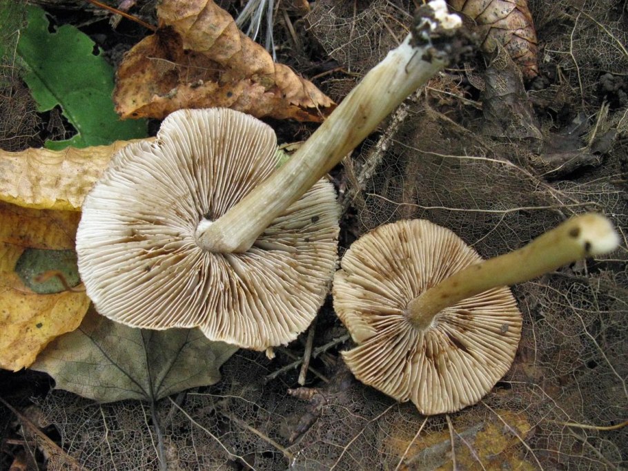 Волоконница смешанная Inocybe