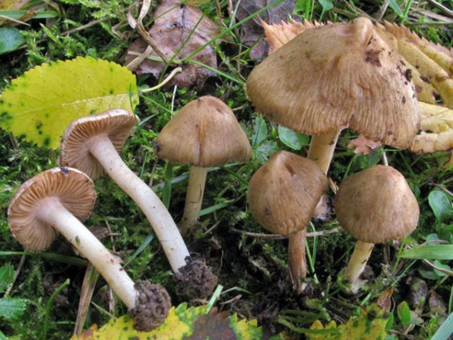 Волоконница Земляная (Inocybe geophylla var. Lilacina)