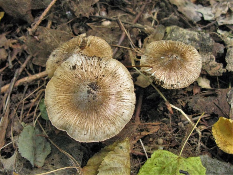 Волоконница Бонгарда (Inocybe bongardii)