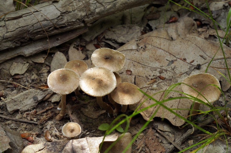 Волоконница волокнистая (Inocybe rimosa)