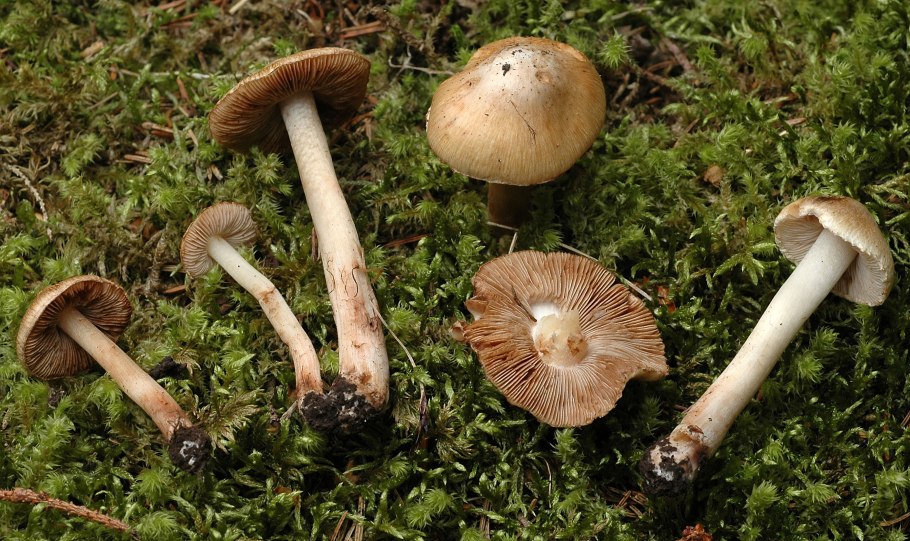 Волоконница волокнистая (Inocybe rimosa)