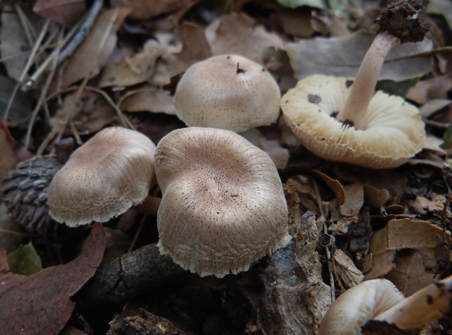 Грибы средней Inocybe