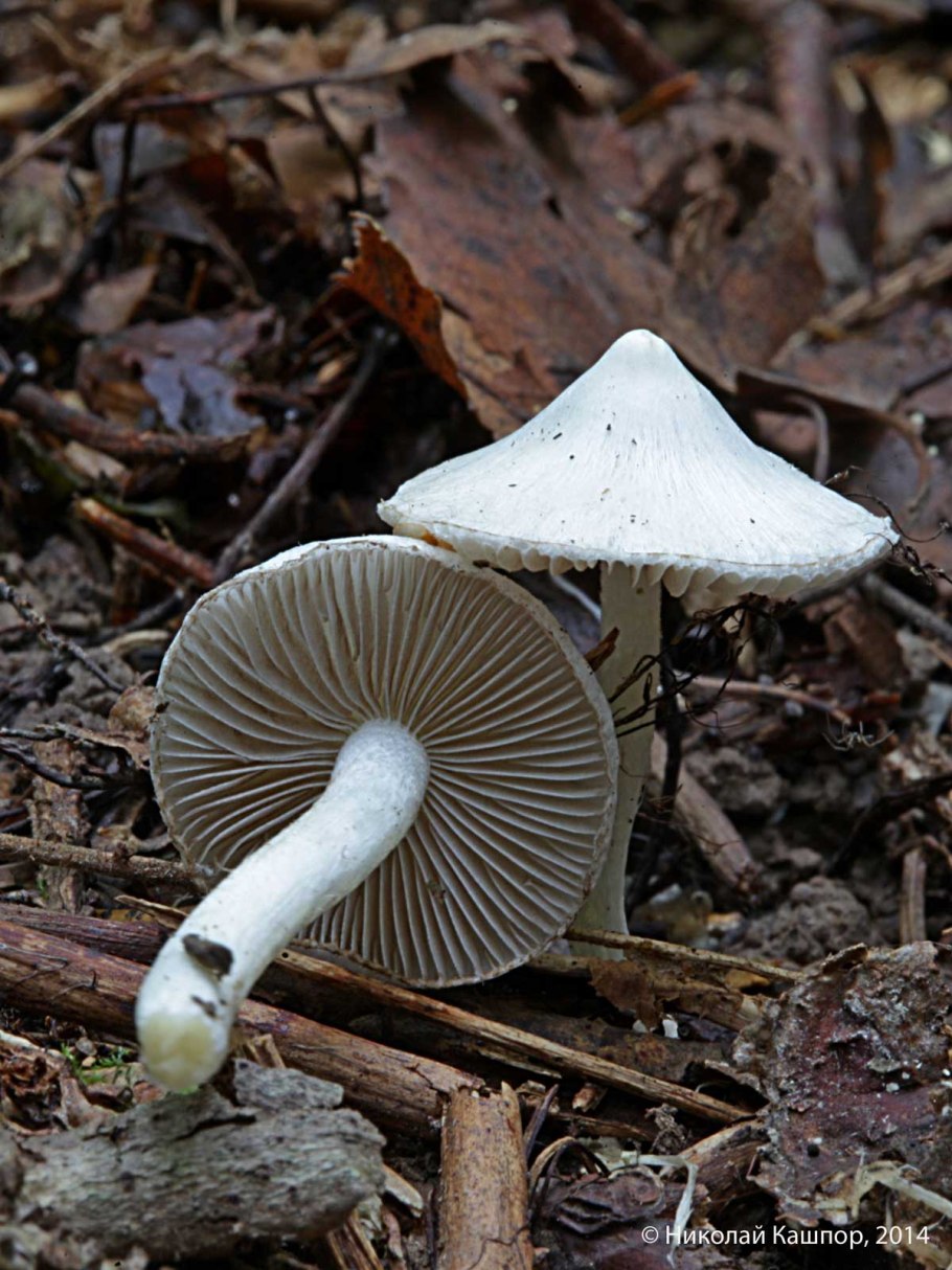 Inocybe geophylla