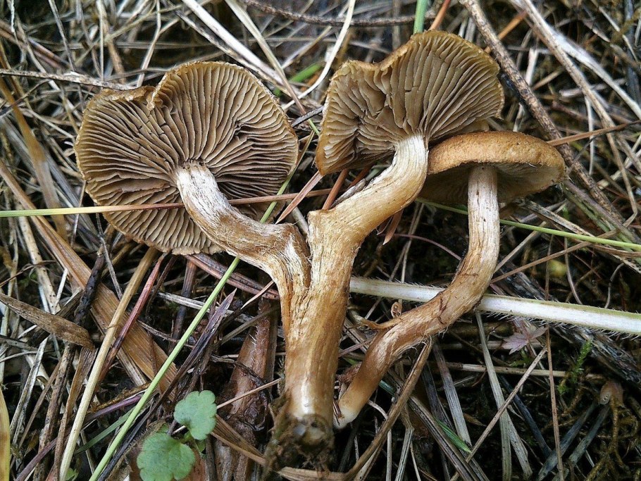 Inocybe aeruginascens
