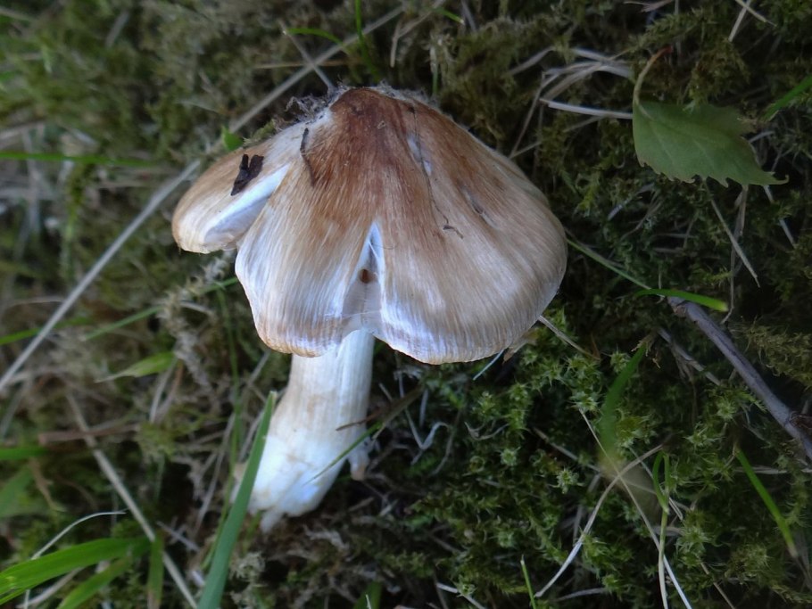 Inocybe erubescens