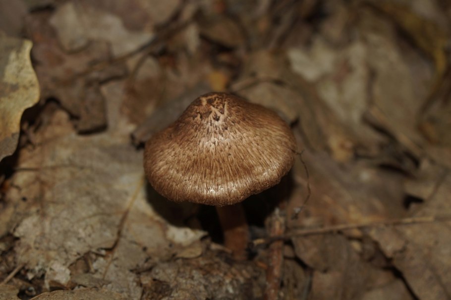 Волоконница гриб