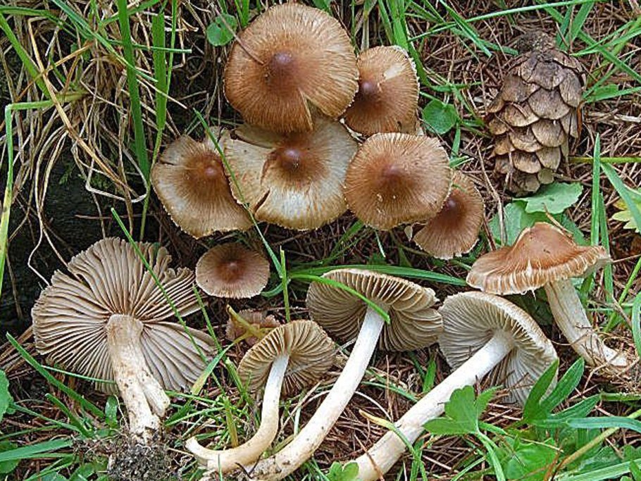 Волоконница волокнистая (Inocybe rimosa)