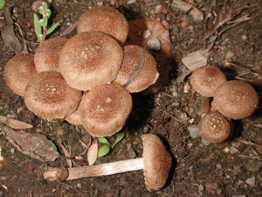 Inocybe geophylla