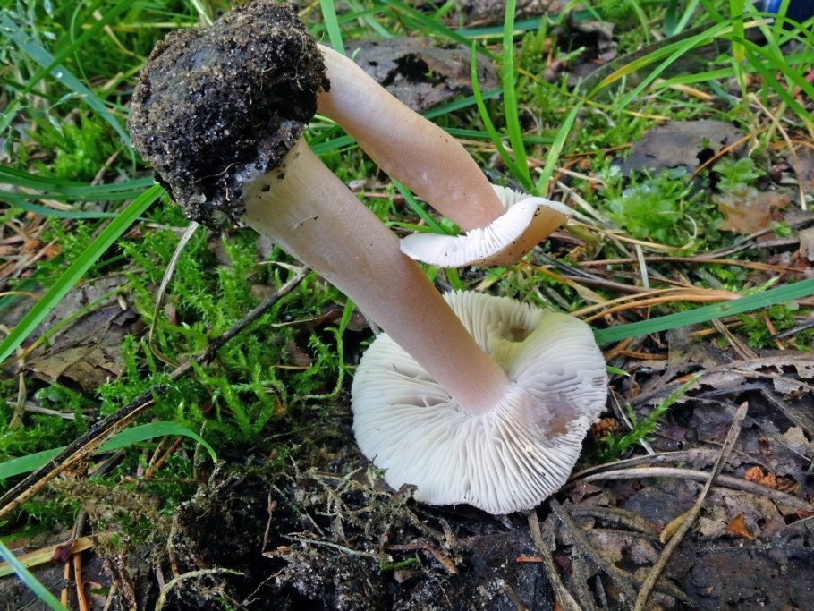 Inocybe rimosa