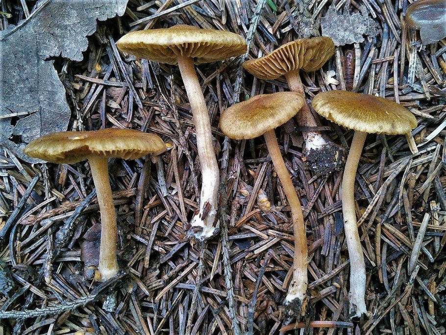 Волоконница сине-зеленая