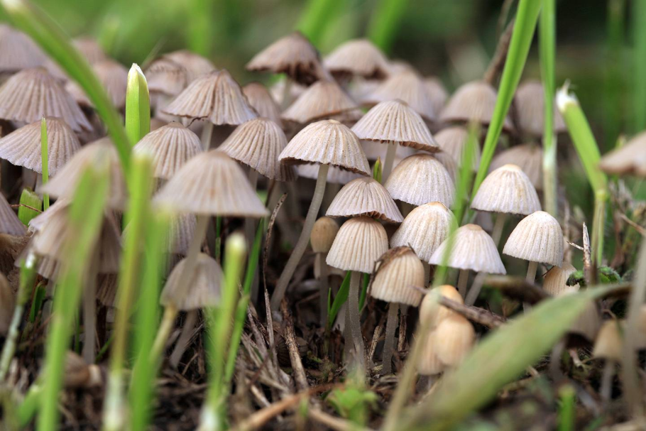 Inocybe aeruginascens Babos