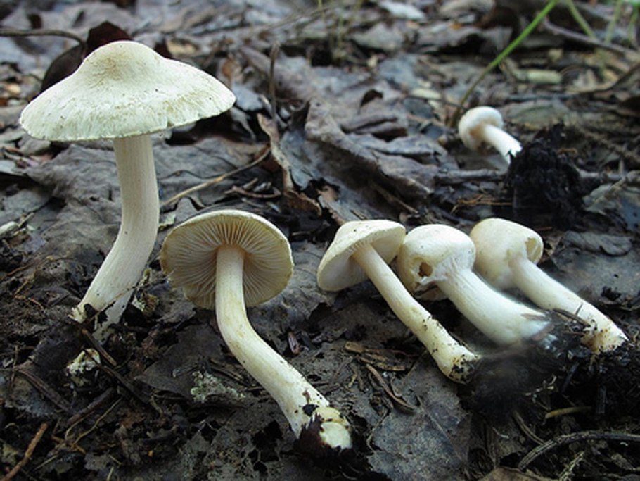 Волоконница волокнистая (Inocybe Fastigiata)
