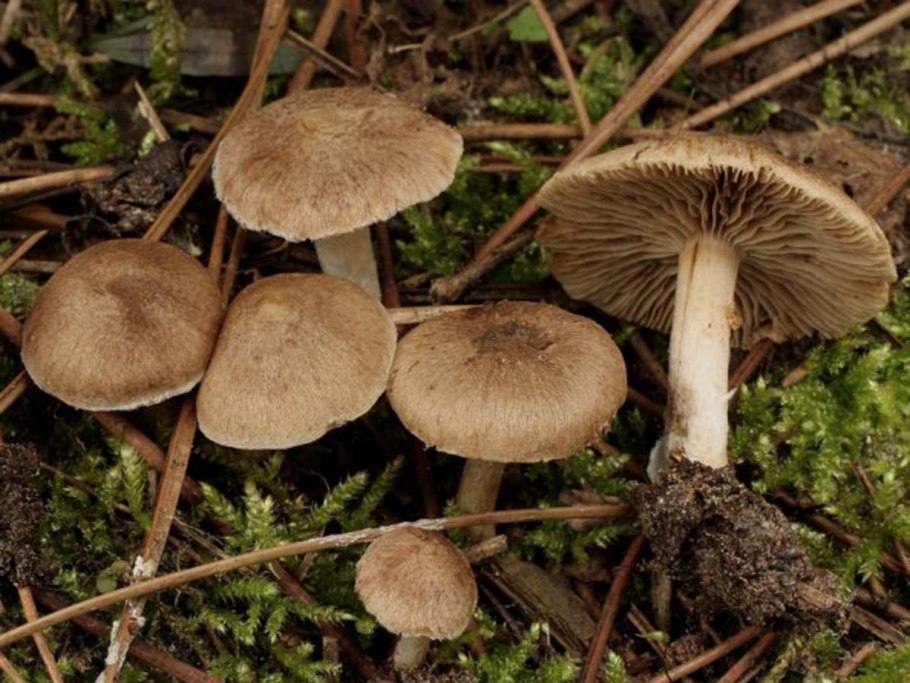 Волоконница полосатая