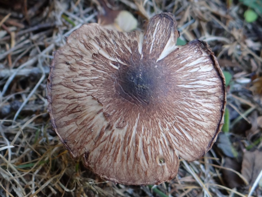 Inocybe calospora