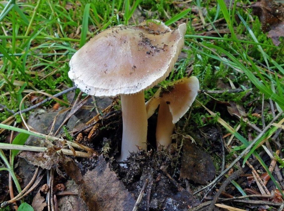 Гриб пластинчатый бежевый