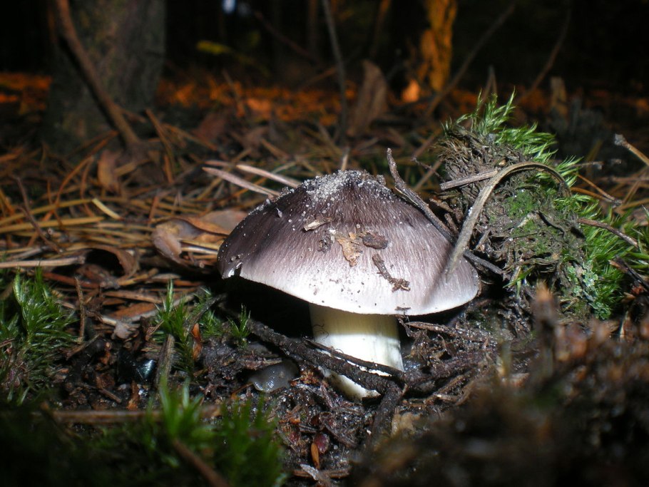 Рядовка мыльная Tricholoma saponaceum
