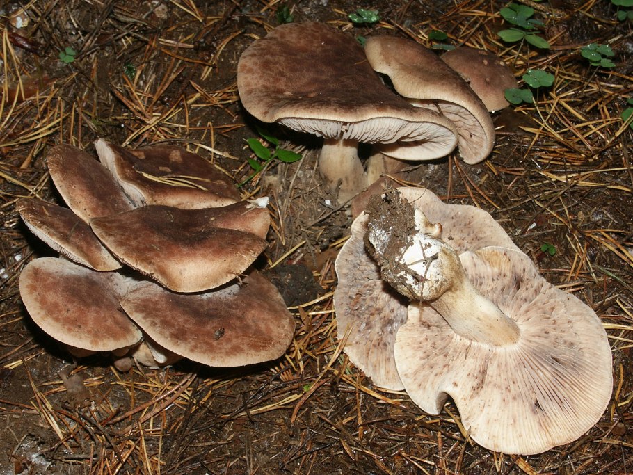 Рядовка серая Tricholoma portentosum.