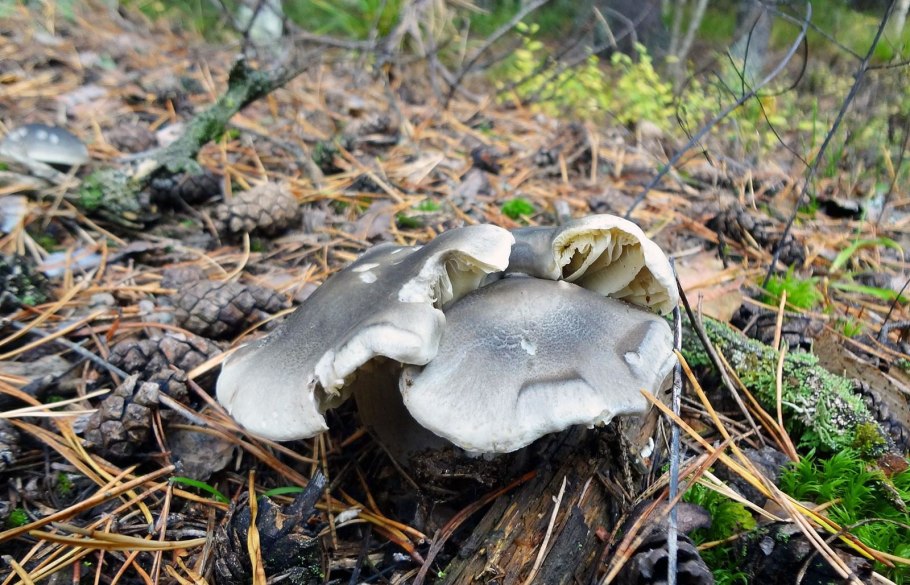 Рядовки серушки