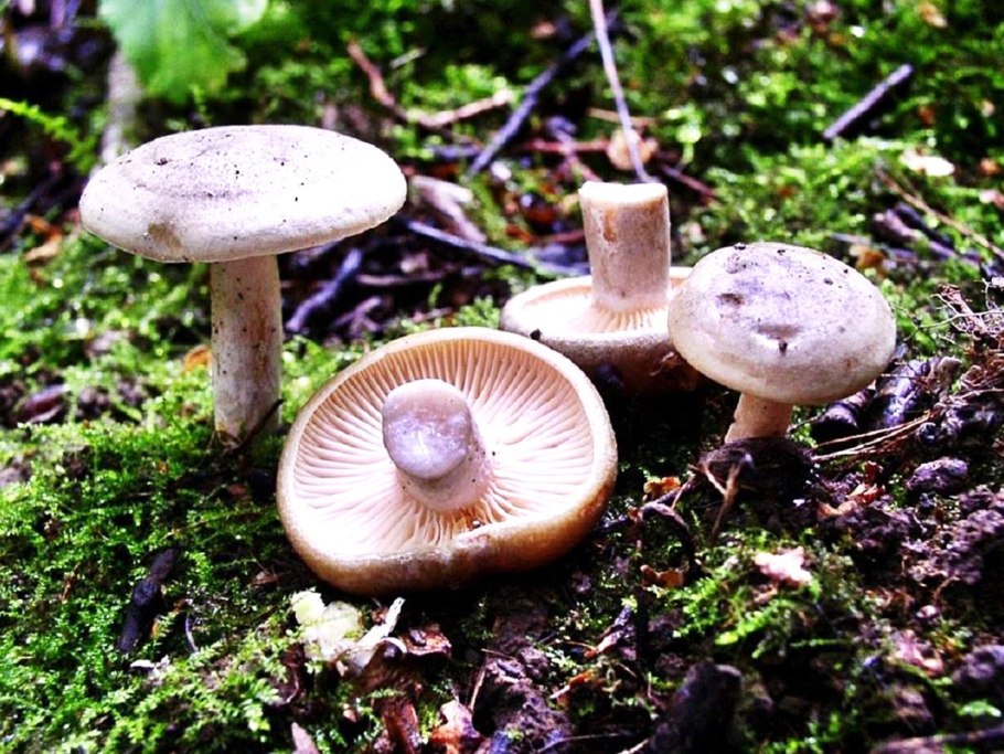 Рядовка серая Tricholoma portentosum.