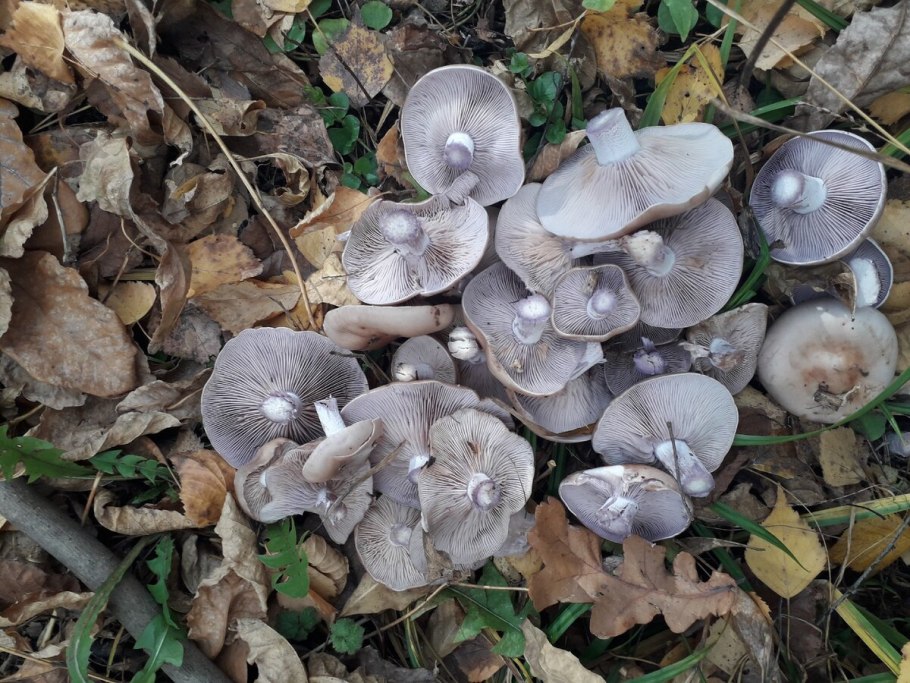 Рядовка штриховатая (Tricholoma portentosum).