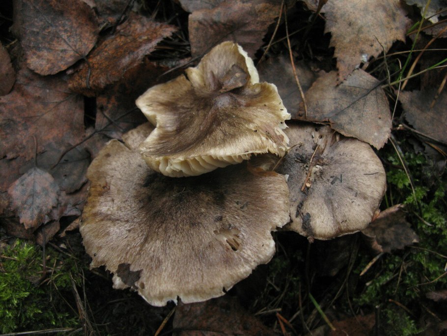 Рядовка серая Tricholoma portentosum.