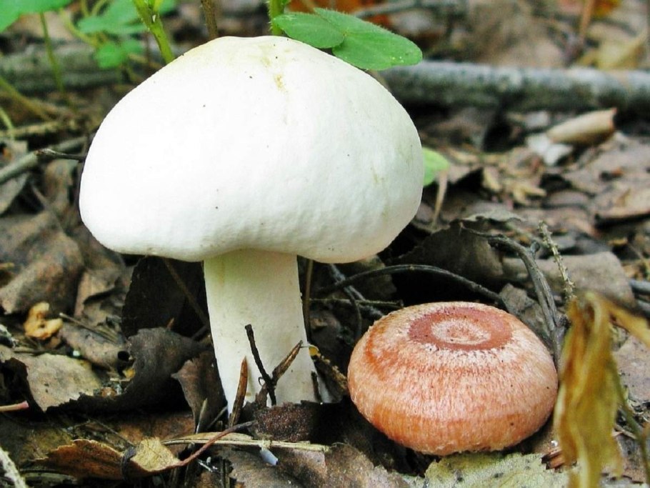 Майский гриб Calocybe gambosa