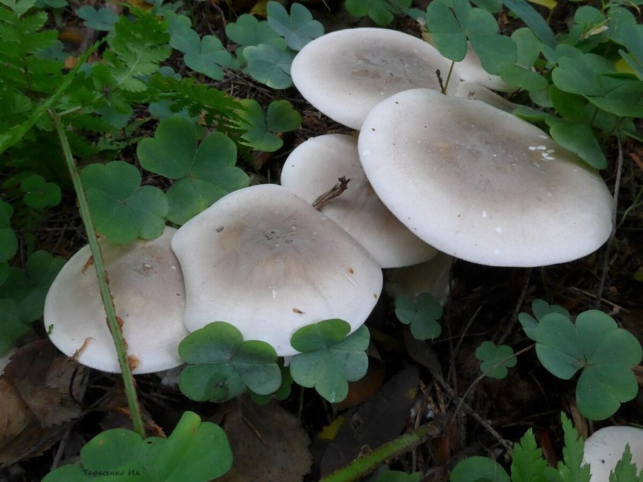 Рядовка опоясанная Tricholoma cingulatum