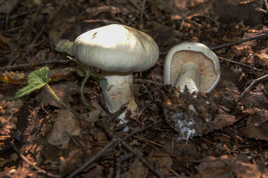 Рядовка беловатая Tricholoma albidum