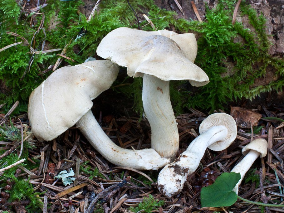 Рядовка вонючая (Tricholoma inamoenum)