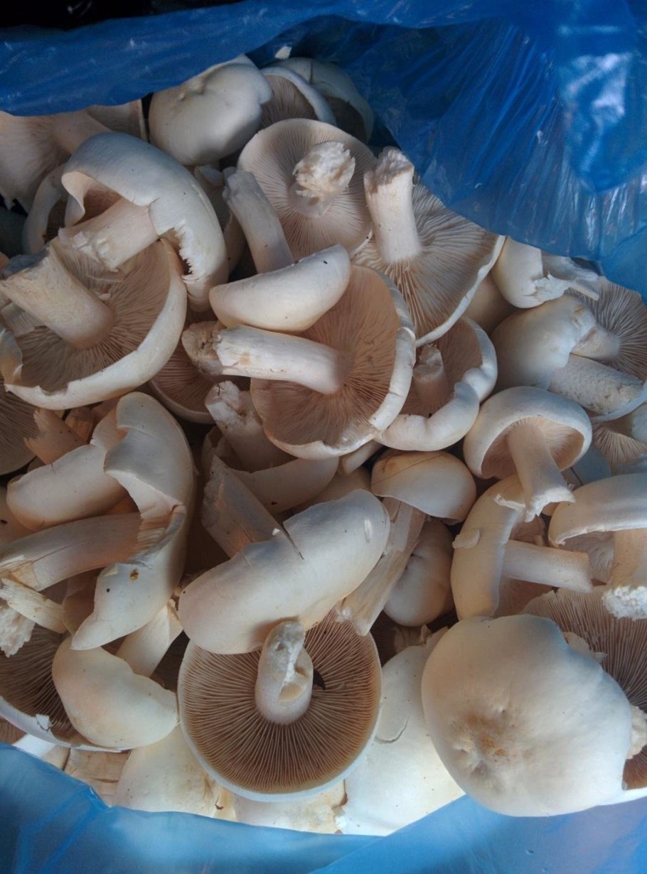 Грибы рядовки серые съедобные