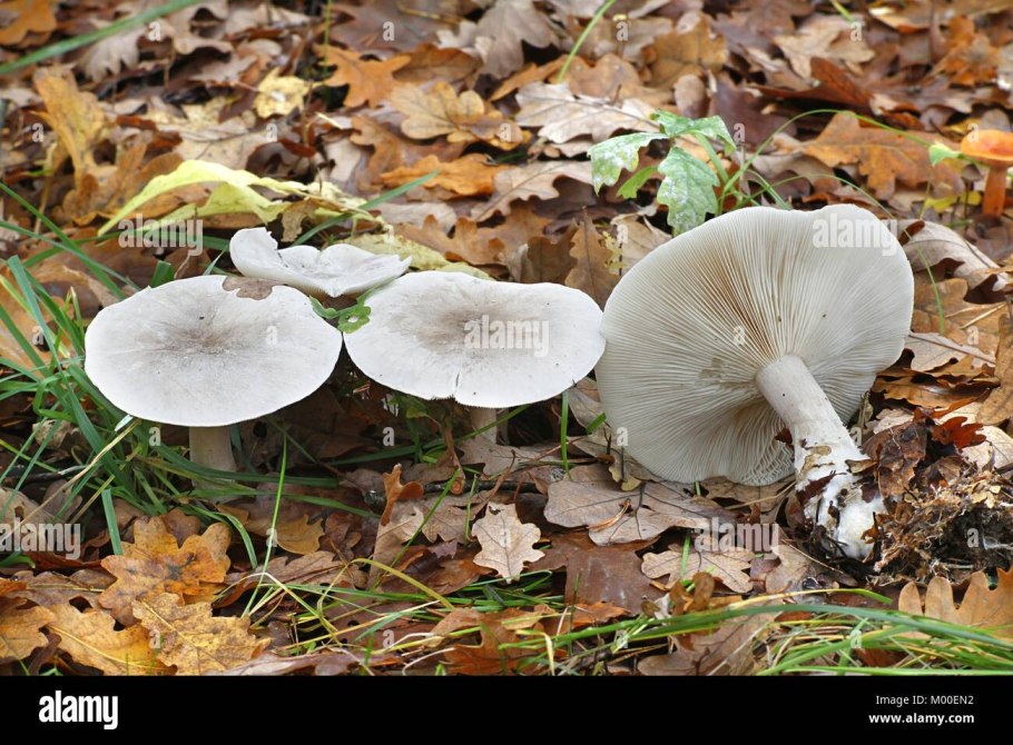 Рядовка ядовитая (Tricholoma pardinum)