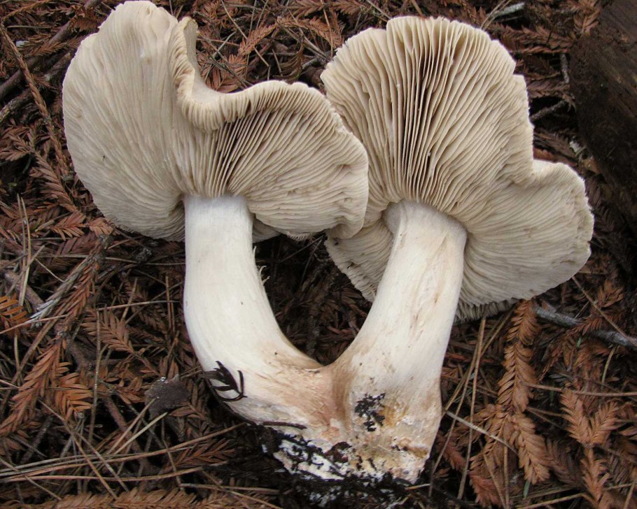 Tricholoma gambosum