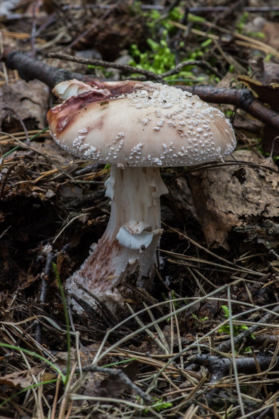 Мухомор жемчужный Amanita junquillea