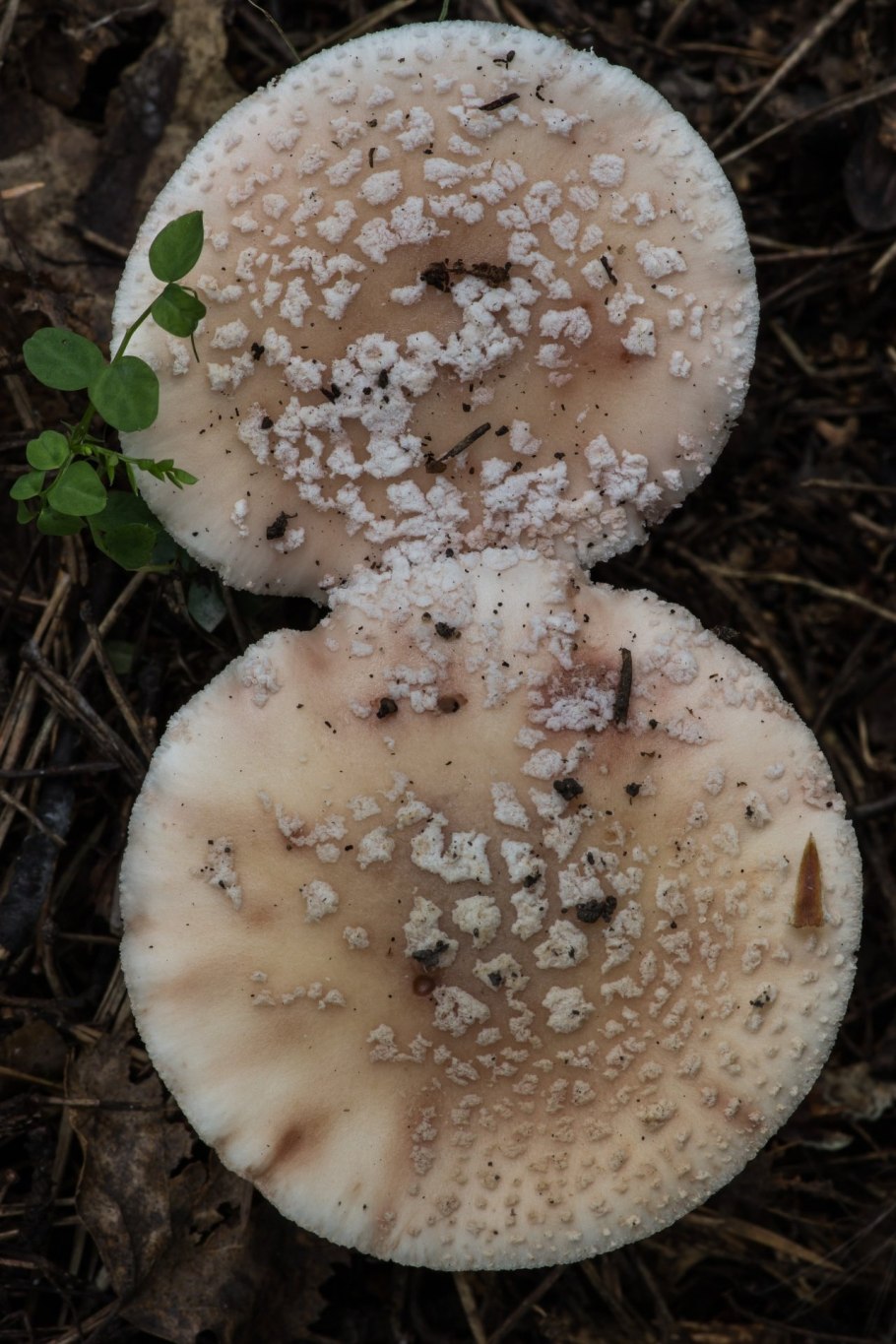 Мухомор серо-розовый Amanita rubescens