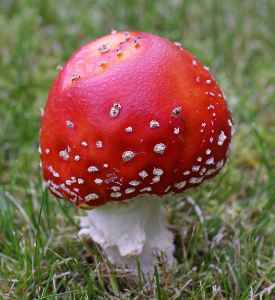 Маленький мухомор