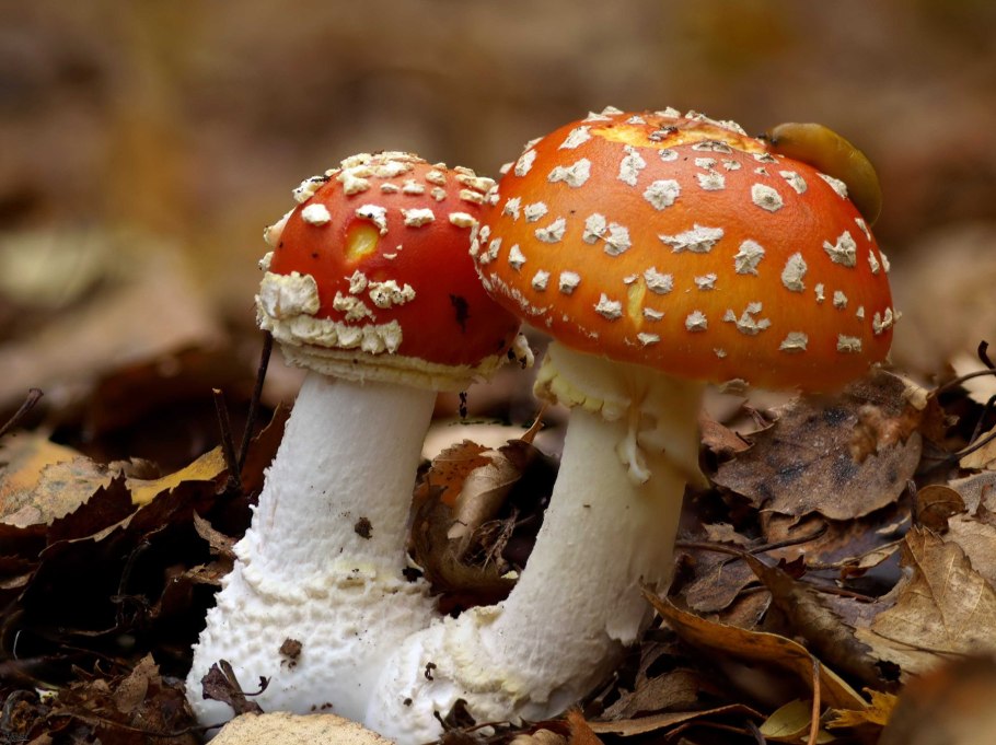 Гриб Amanita gemmata