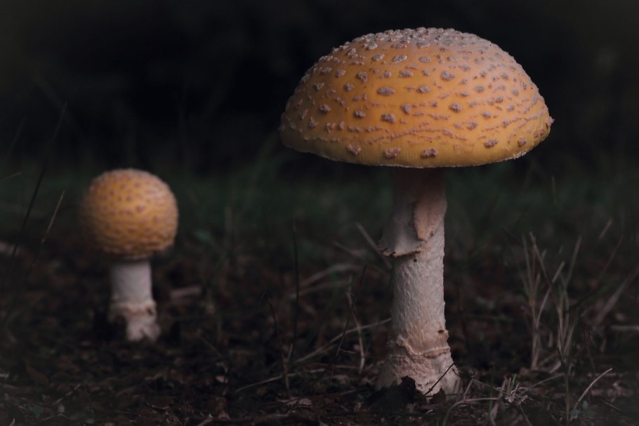 Мухомор серо-розовый Вишневский