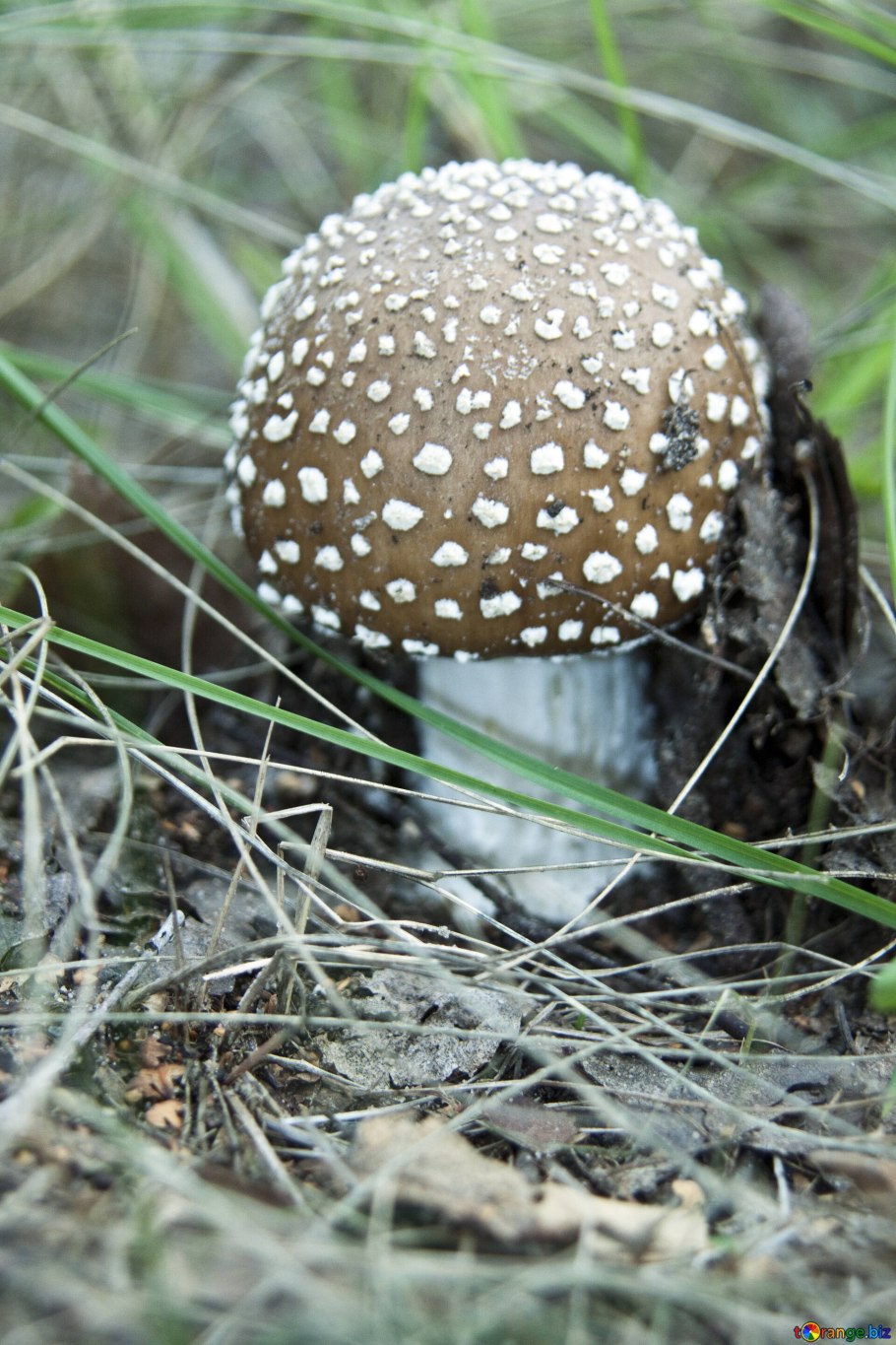 Золотой мухомор